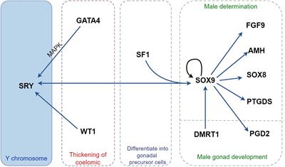 Unveiling the roles of Sertoli cells lineage differentiation in reproductive development and disorders: a review